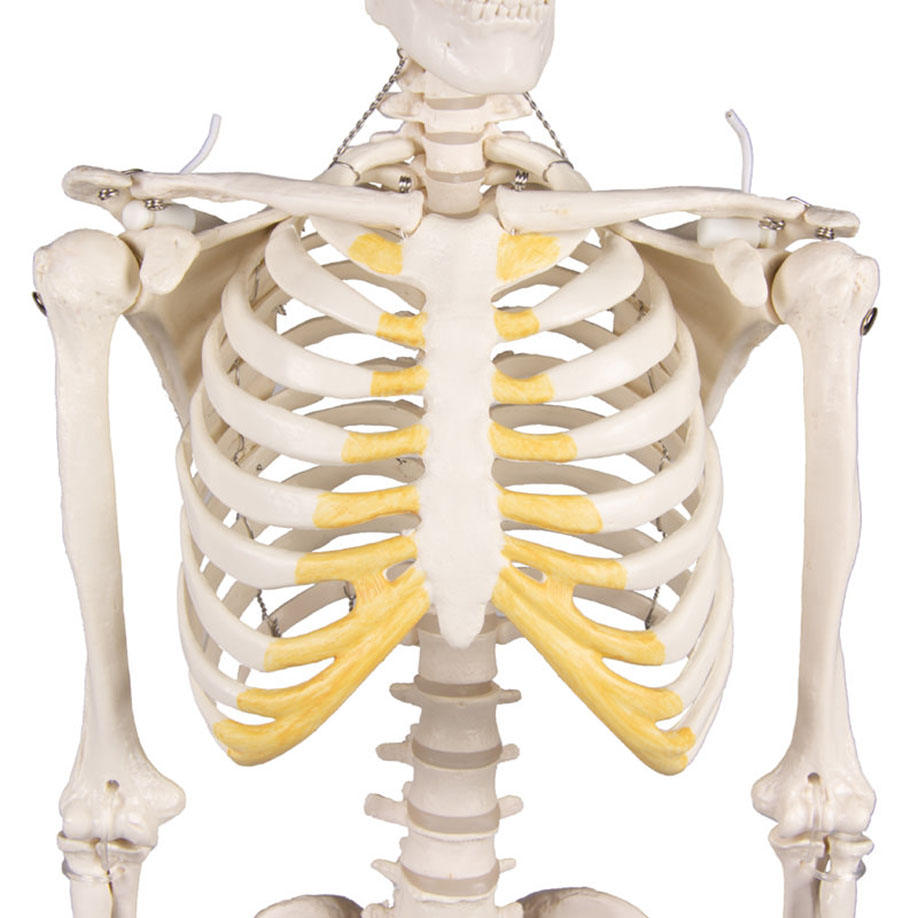 miniatur-skelett-''tom''-anwendung