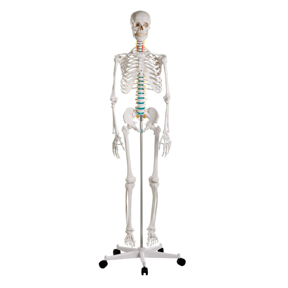 Schulskelett ''Oscar''