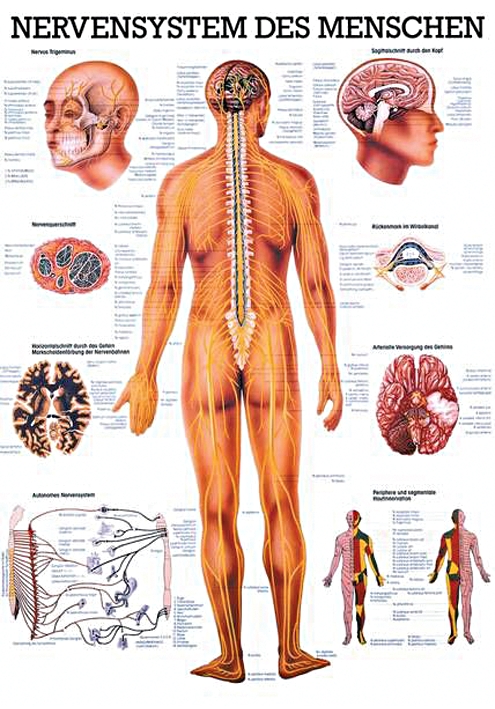 [U21442] anat. Mini-Poster: Nervensystem des Menschen 24 x 34 cm, laminiert