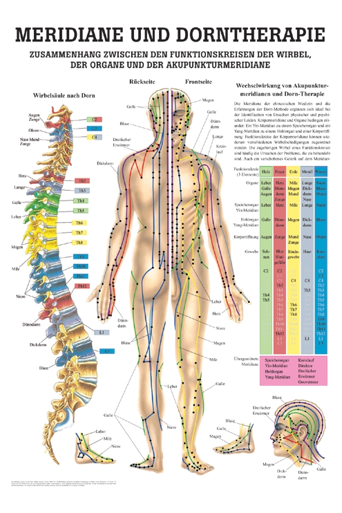 [U21448] anat. Mini-Poster: Dorntherapie und Meridiane, 24 x 34 cm, laminiert
