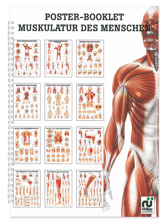 [U21450] Mini-Poster Booklet: Muskulatur