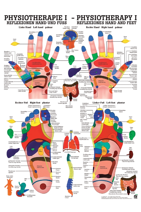 [U21454] anat. Poster: Physiotherapie Reflexzonen Hand und Fuß, 50 x 70 cm, Papier zweisprachig