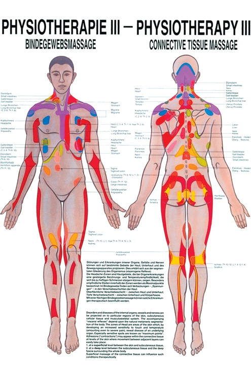 [U21455] anat. Poster: Physiotherapie Bindegewebsmassage, 50 x 70 cm, Papier zweisprachig