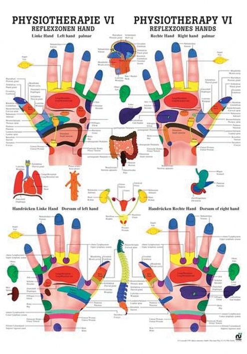 [U21457] anat. Poster: Physiotherapie Reflexzonen Hand, 50 x 70 cm, Papier, zweisprachig
