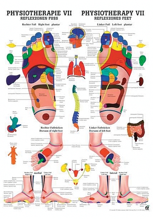 [U21458] anat. Poster: Physiotherapie Reflexzonen Fuß, 50 x 70 cm, laminiert, zweisprachig