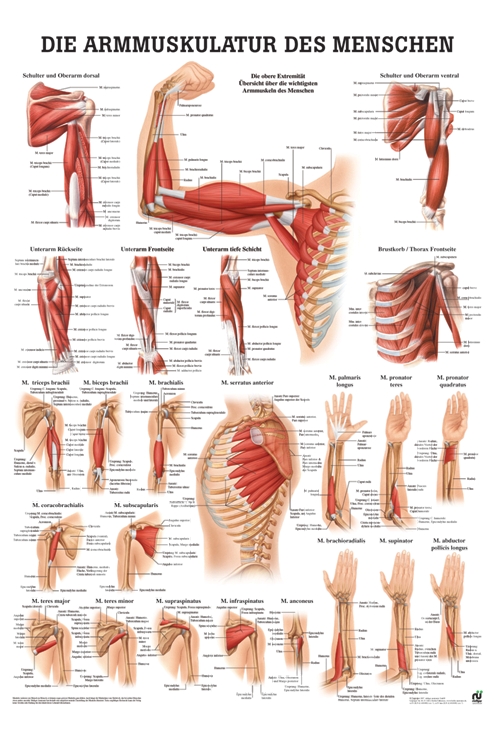 [U21466] anat. Poster: Die Armmuskulatur des Menschen 50 x 70 cm, laminiert