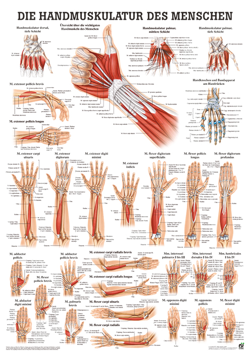 [U21467] anat. Poster: Handmuskulatur des Menschen 50 x 70 cm, Papier