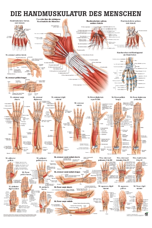 [U21468] anat. Poster: Die Handmuskulatur des Menschen 50 x 70 cm, laminiert
