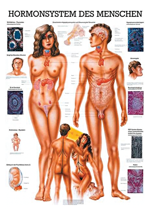 [U21481] anat. Lehrtafel: Hormonsystem 70 x 100 cm, Papier
