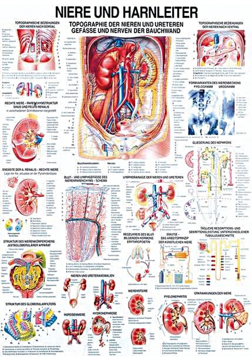 anat. Lehrtafel: Niere und Harnleiter 70 x 100 cm, Papier