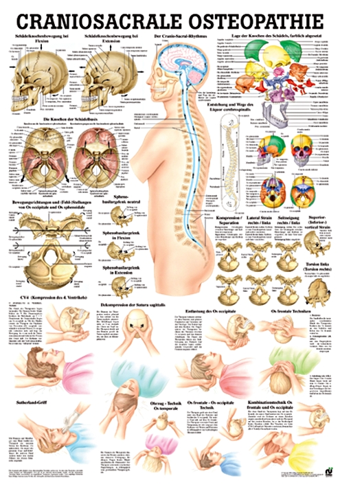 anat. Lehrtafel: Craniosacrale Osteopathie 70 x 100 cm, Papier