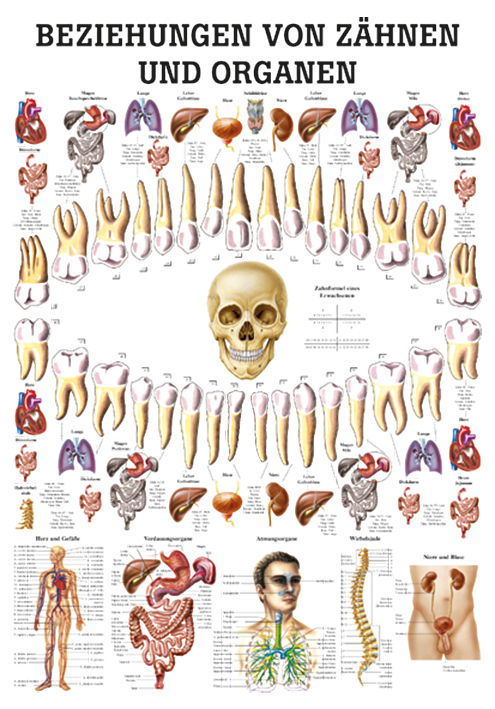 anat. Lehrtafel: Beziehungen von Organen und Zähnen 70 x 100 cm, laminiert