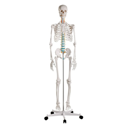 Schulskelett ''Oscar''