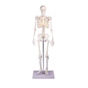 Miniatur-Skelett ''Tom''