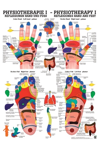 anat. Poster: Physiotherapie Reflexzonen Hand und Fuß, 50 x 70 cm, Papier zweisprachig